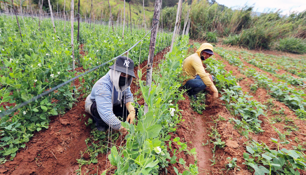 Người dân canh tác nông nghiệp tại khu vực Dự án hồ chứa nước Ta Hoét ngày 25/2