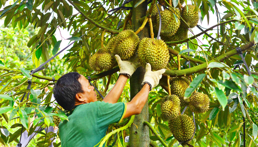 Lâm Đồng có thêm 32 mã số vùng trồng sầu riêng