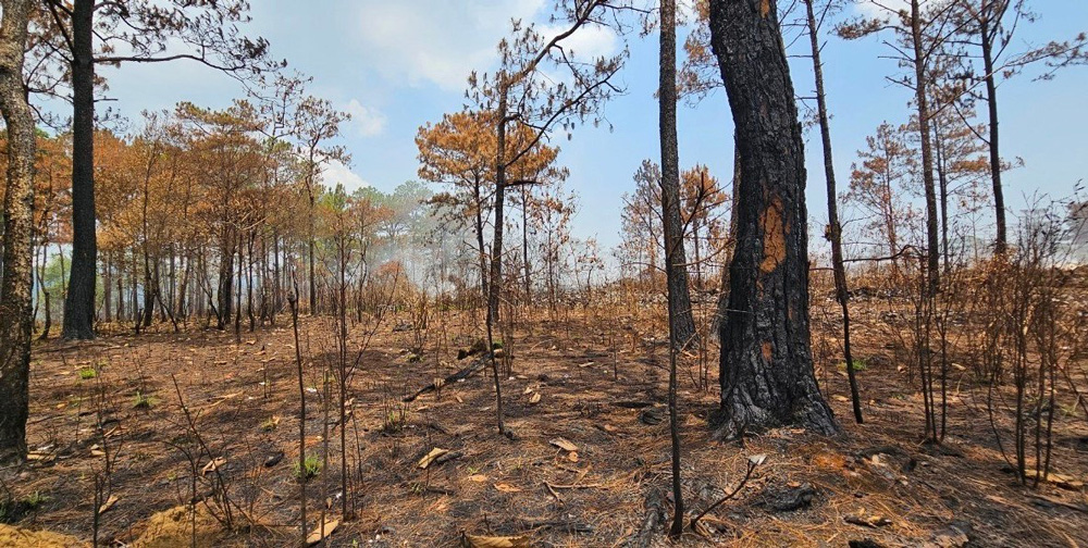 Cháy bãi rác Bảo Lâm, hàng chục cây thông có nguy cơ bị chết