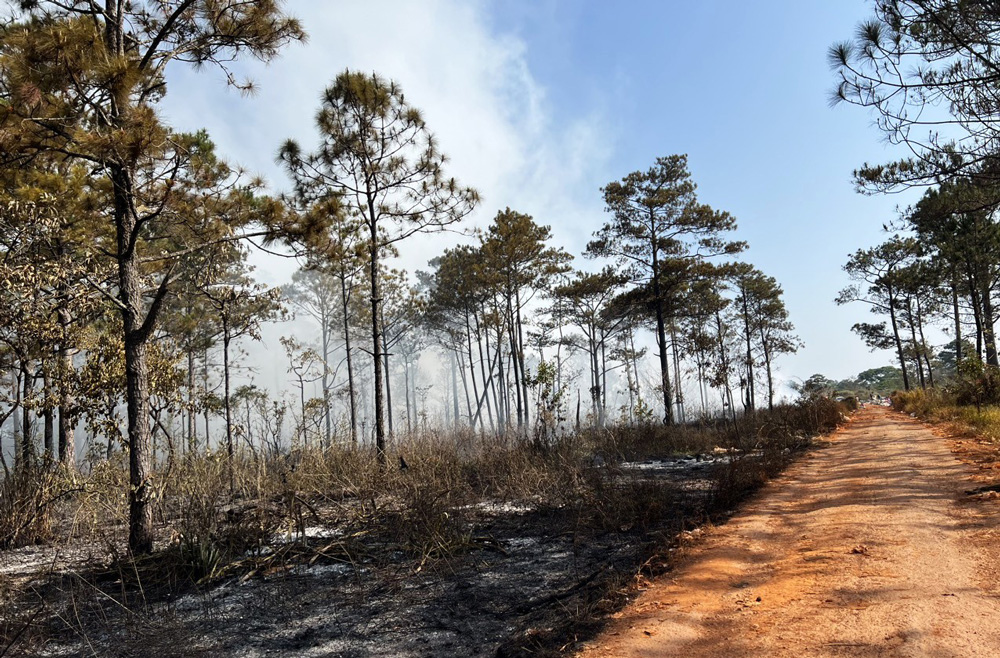 Diện tích rừng thông canh bãi rác bị cháy lan trong những ngày qua đã được khống chế