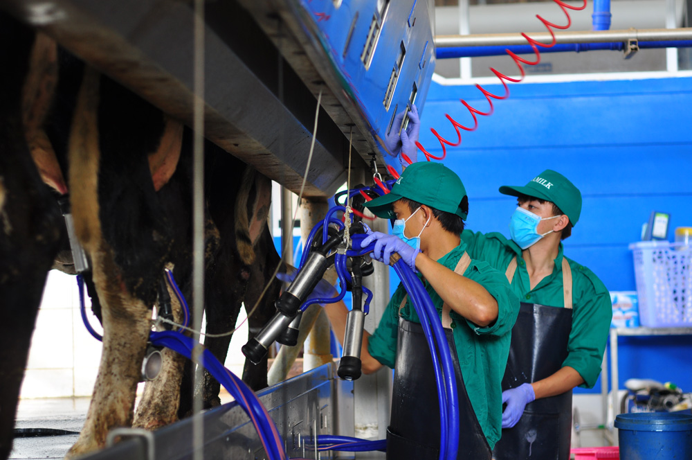 Trên địa bàn tỉnh Lâm Đồng hiện có 5 công ty thu mua ổn định lượng sữa của nông dân