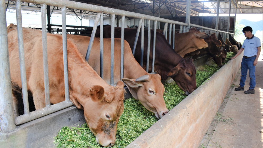 Đàn bò thịt 38 con nuôi dưỡng theo quy trình hữu cơ sau 7 tháng, hộ ông Nguyễn Quốc Thắng ở xã Ka Đơn, huyện Đơn Dương thu lời gần 7,5 triệu đồng/con