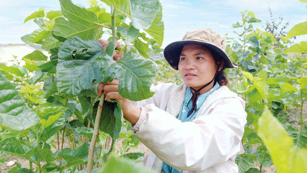 Nghề trồng dâu nuôi tằm đem lại hiệu quả cho người dân Lâm Hà