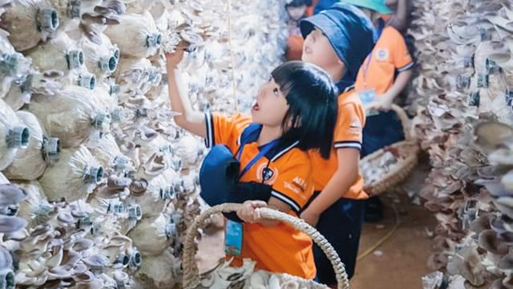 Xây dựng chuỗi giá trị của nấm ở Lâm Đồng…