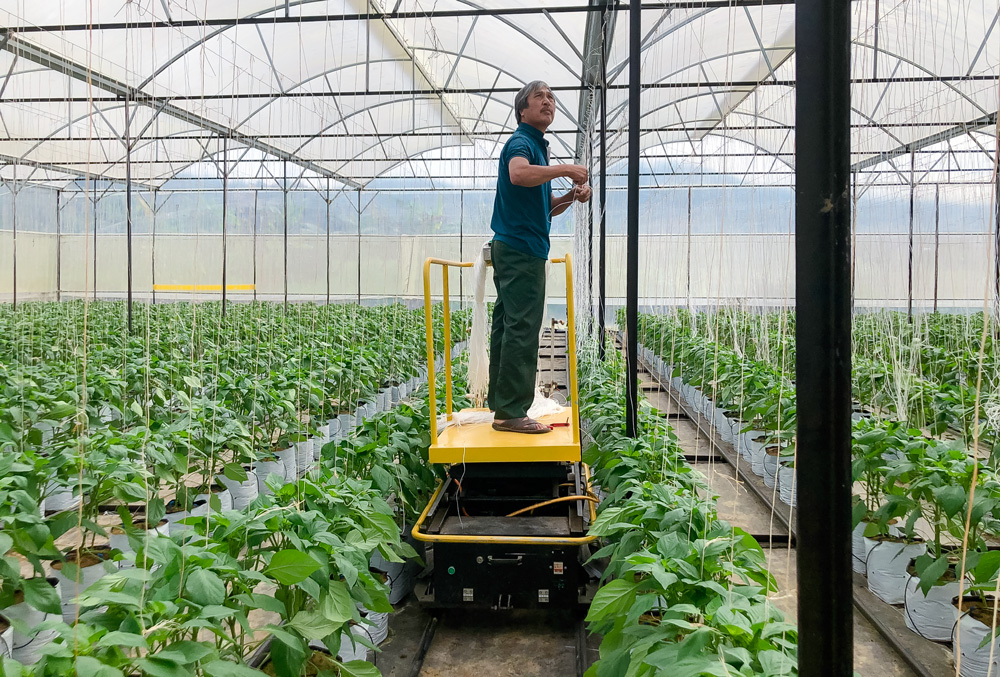 Robot phục vụ việc chăm sóc cây trồng trong nhà kính