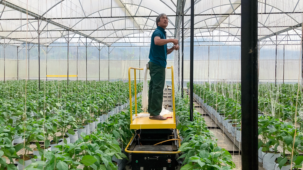 Dùng robot để trồng ớt ngọt