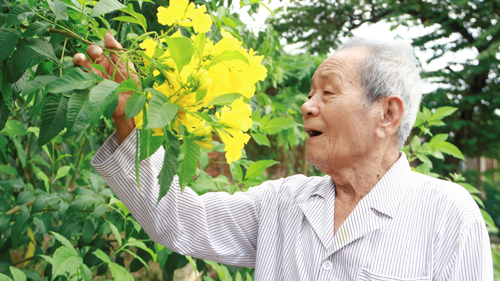 Cụ ông Lê Bồi ở xã Đạ P’loa ngắm hoa hoàng yến nở vàng ở địa phương