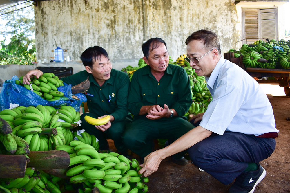 Tham gia CLB, nhiều hội viên CCB huyện không chỉ thoát nghèo mà còn vươn lên làm giàu