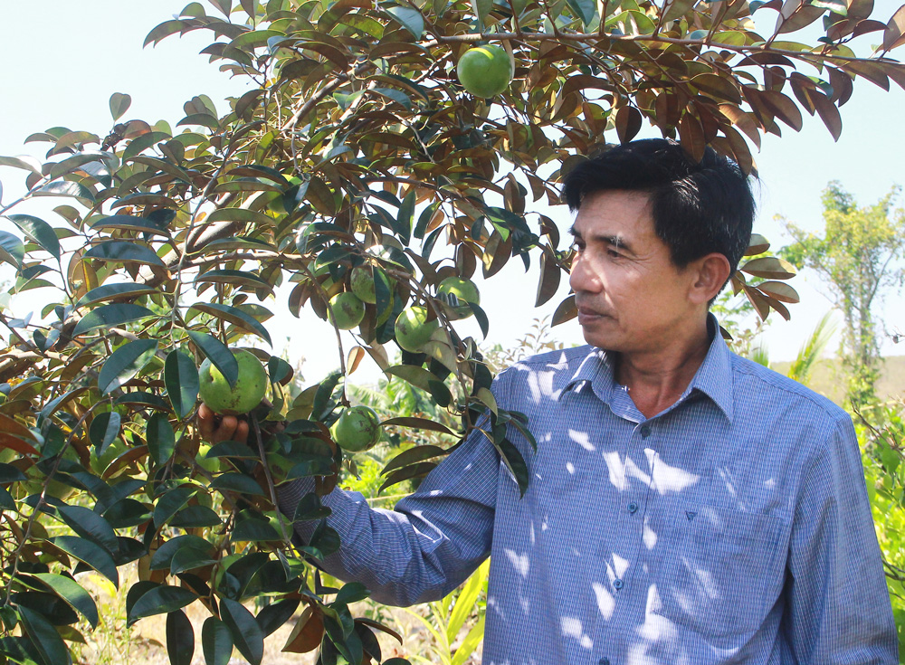 Mô hình Trồng cây ăn trái, trồng rau sạch mang lại thu nhập cao cho nông dân Ngô Quang Chính
