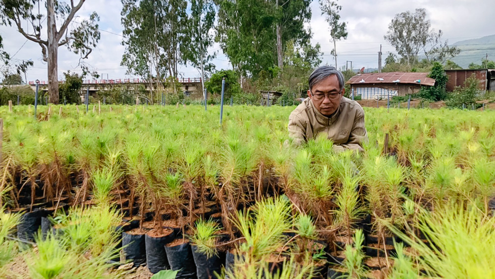 Người lao động công ty chăm sóc cây thông chuẩn bị trồng vào mùa mưa 2023