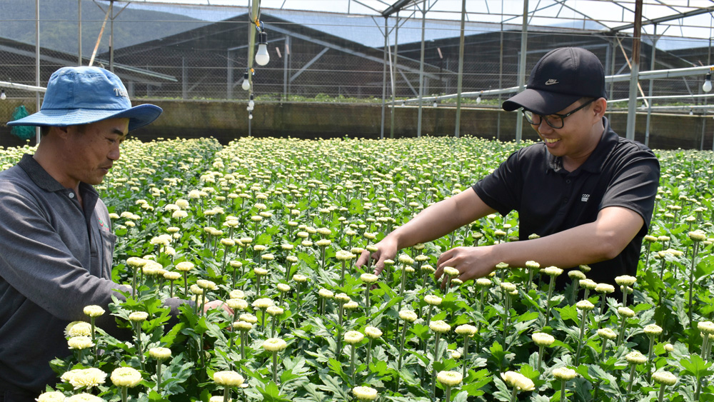 Mỗi năm trồng 3 vụ hoa cúc trắng xuất khẩu sang Hàn Quốc, nhà nông ở huyện Đơn Dương tăng thêm lợi nhuận 50% so với trồng rau