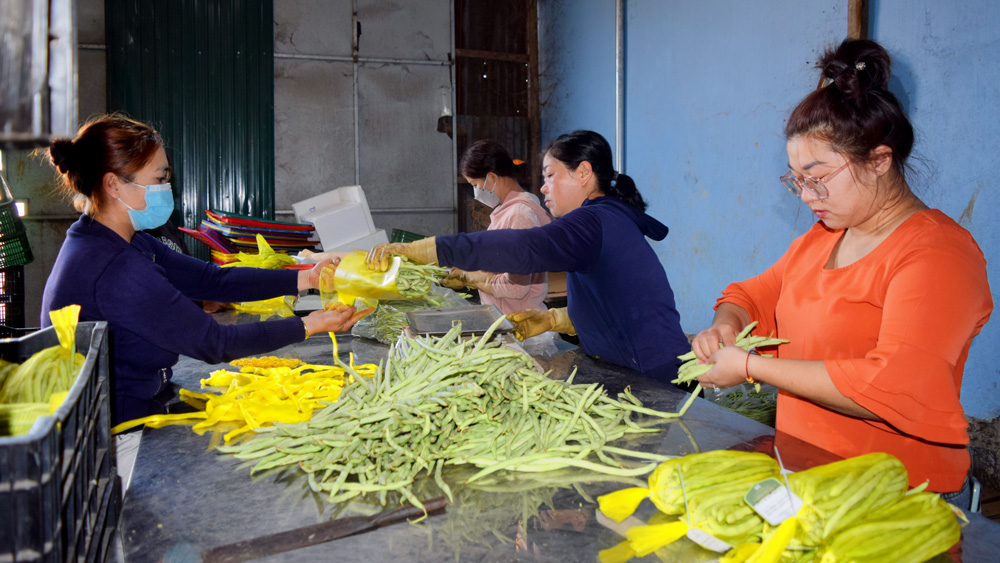Nông Kim Thảo (ngoài cùng bên phải) hướng dẫn công nhân đóng gói sản phẩm