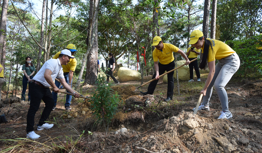 Đà Lạt: Á hậu Huỳnh Phạm Thủy Tiên tham gia trồng Mai anh đào tại Đền Hùng