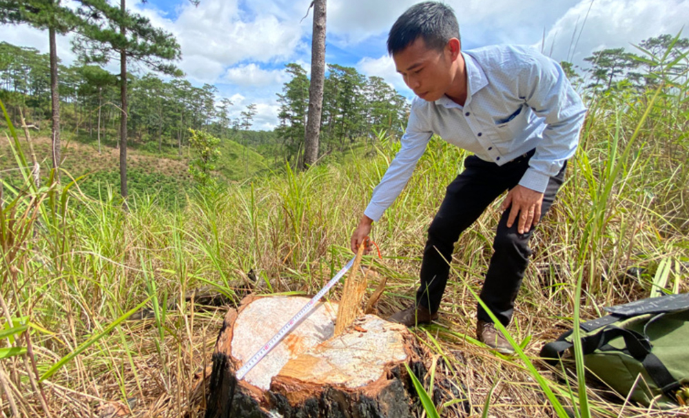 Hiện trường 1 vụ cưa hạ rừng thông tại Đam Rông năm 2022