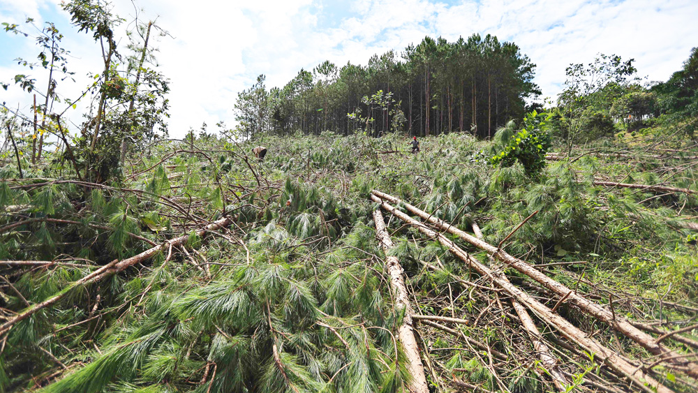 Hiện trường 1 vụ cưa hạ thông rừng 3 lá trên địa bàn huyện Lâm Hà
