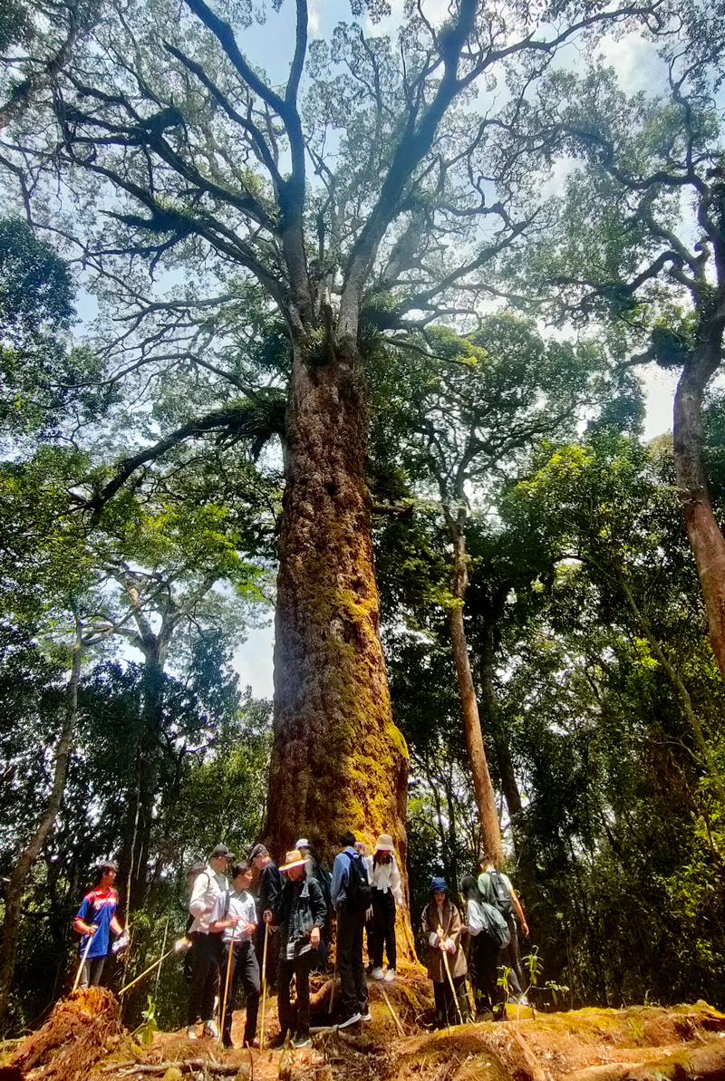 Đoàn khảo sát tour leo núi lên Cổng Trời trong Vườn Quốc gia Bidoup – Núi Bà ngắm cây thông 2 lá cổ thụ trên 1.000 năm tuổi