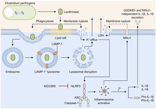Hình minh họa protein NLRP3 có khả năng phát hiện các độc tố của virus gây hoại tử