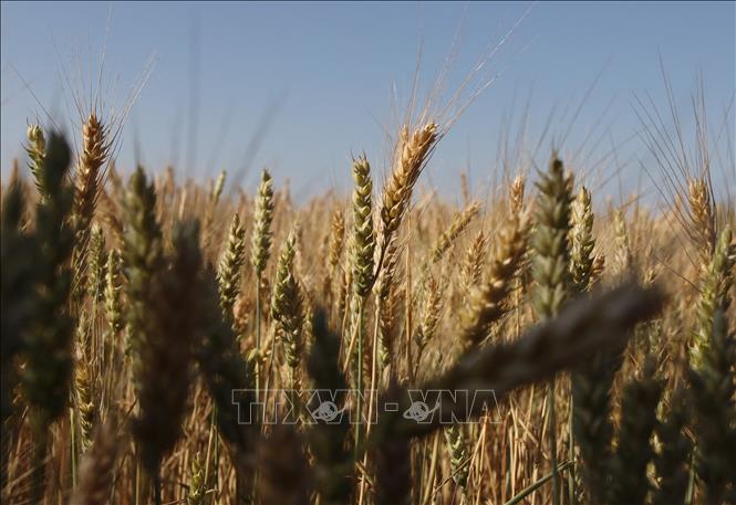 Ngũ cốc được trồng trên cánh đồng tại Izmail, Ukraine