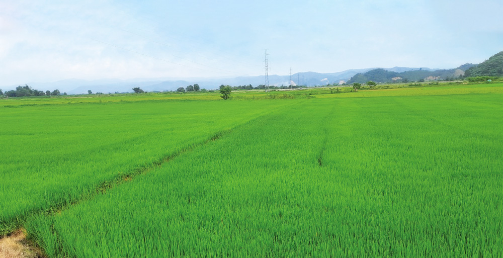 Những vùng lúa đặc sản tại các huyện phía Nam của tỉnh tiếp tục đầu tư phát triển theo chiều sâu