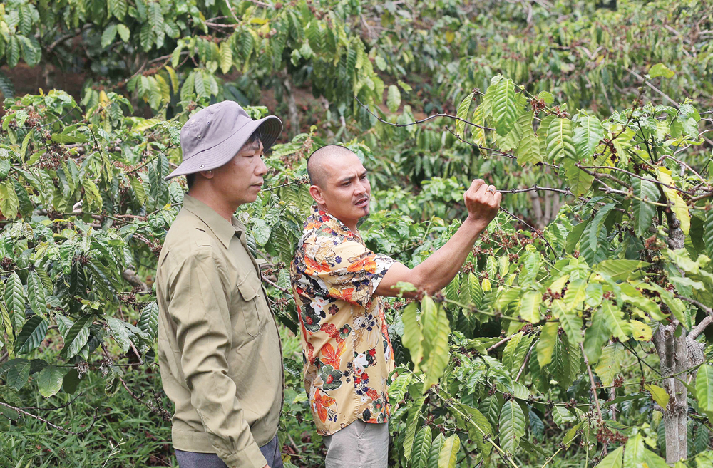Vườn cà phê rộng 35 ha trên đỉnh núi Brah Yàng của anh Nguyễn Thái Nam và các cộng sự đã được USDA chứng nhận đạt chuẩn hữu cơ tháng 3/2023