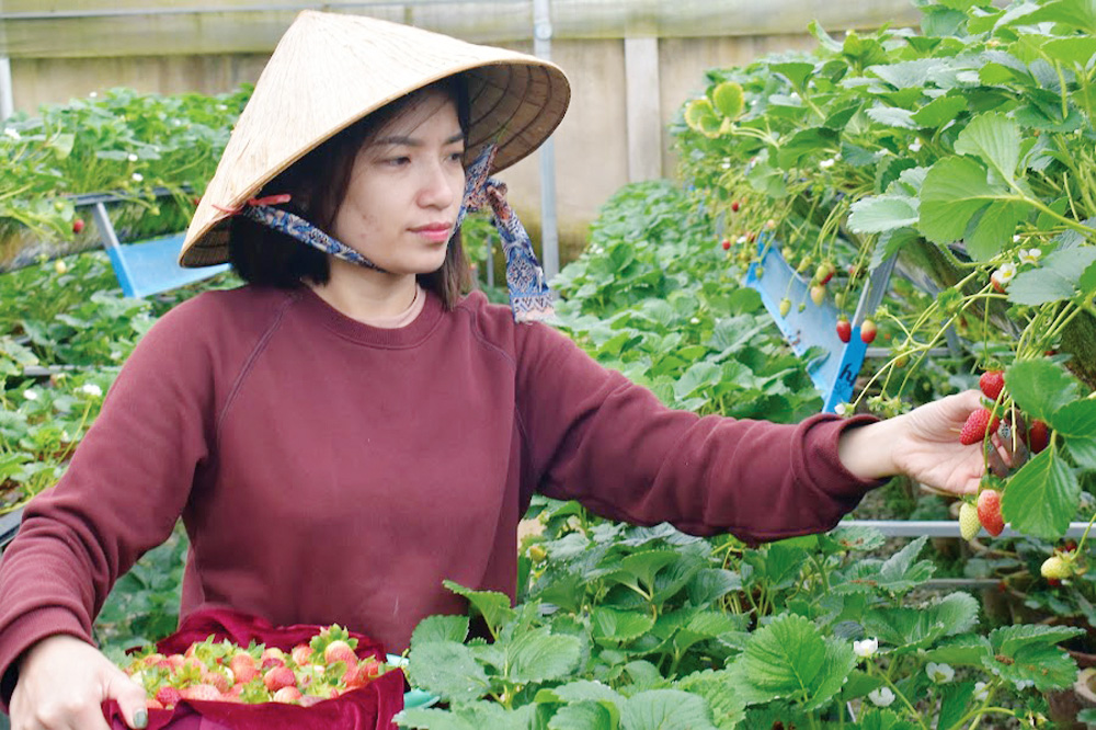 Ngành Nông nghiệp Lâm Đồng ưu tiên phát triển công nghệ số canh tác trên các loại cây trồng có giá trị kinh tế cao. 
