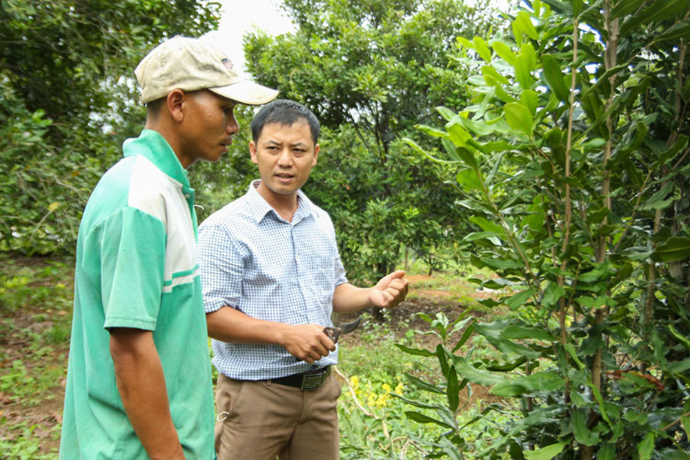 Cán bộ Trung tâm Nông nghiệp huyện hướng dẫn kỹ thuật trồng và chăm sóc mắc ca cho người dân. Ảnh: H.Thắm