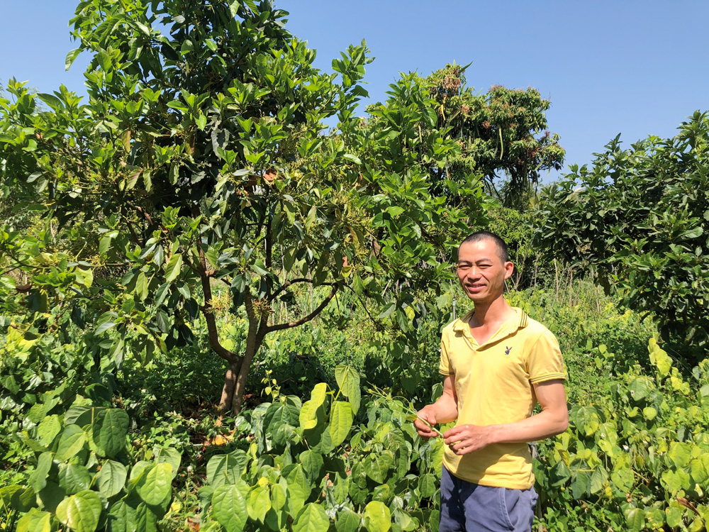 Anh Minh kiểm tra rau bò khai