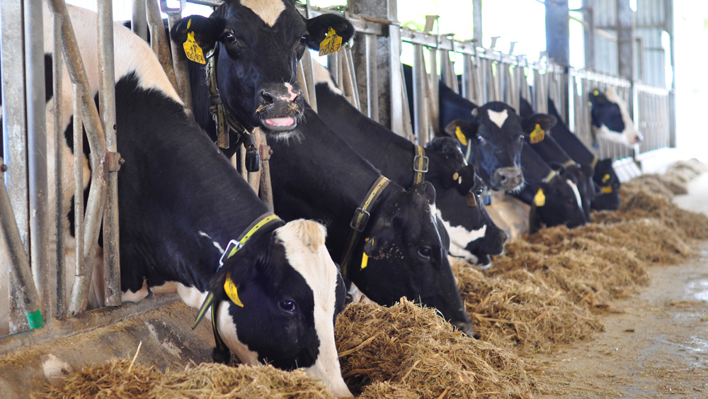 Di Linh: Đàn bò sữa giảm so với cuối năm 2022