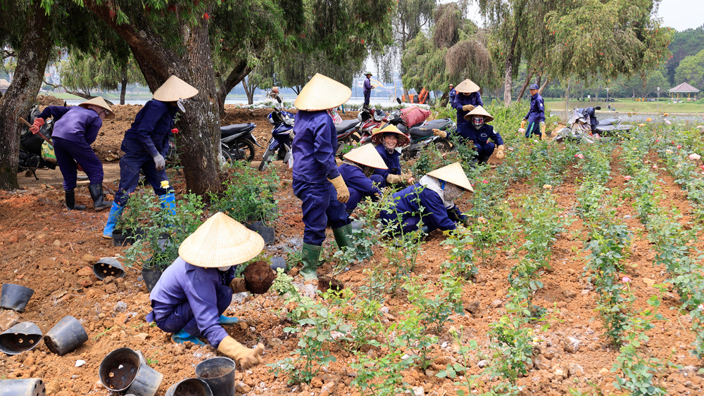 Các giống hoa trồng tại đây chủ yếu là giống hoa dài ngày