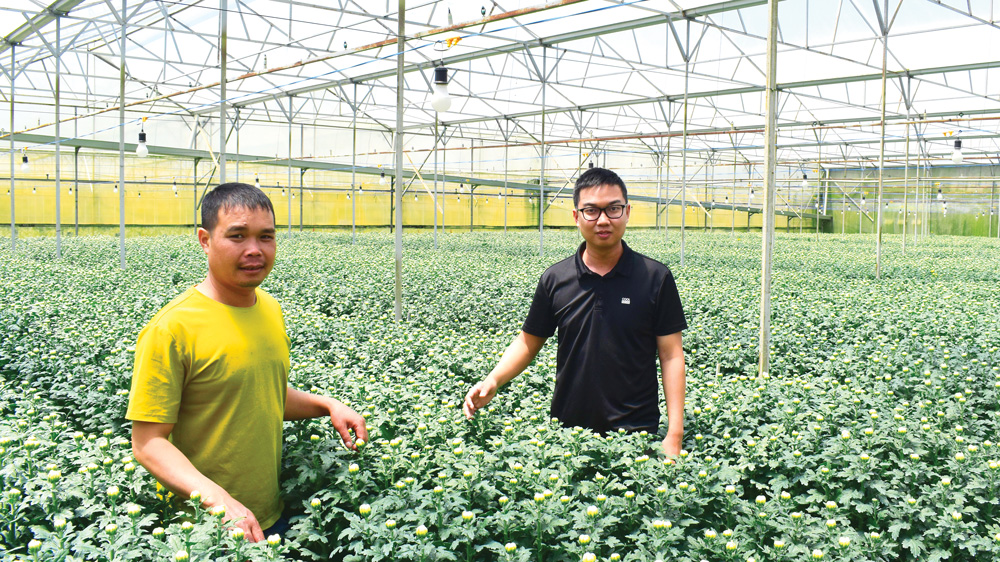 Trong những năm tới, ngành Nông nghiệp Lâm Đồng mở rộng diện tích rau, hoa tại các huyện phụ cận Đà Lạt