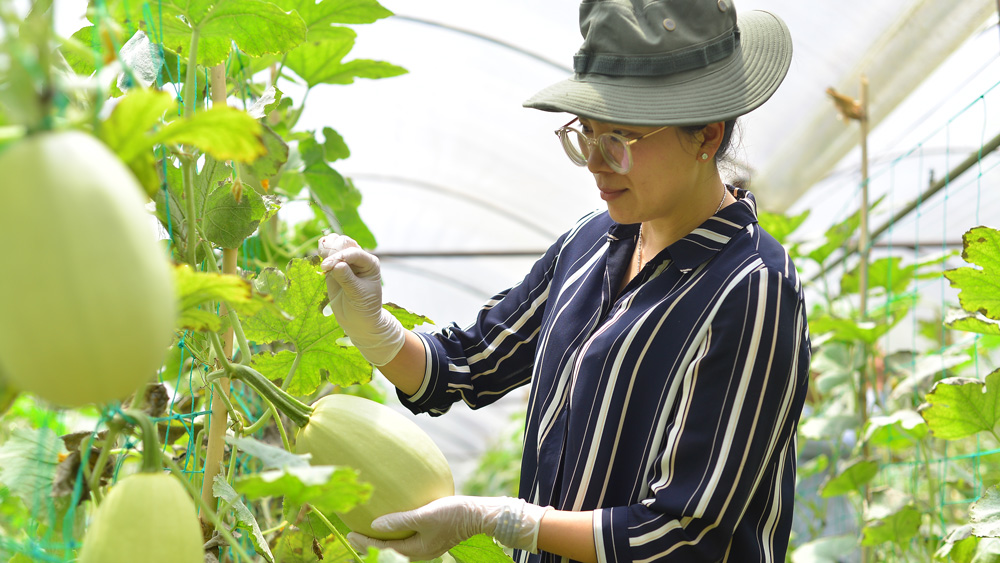 Mô hình trồng bí sợi mì của chị Lương Thị Yến Vân, mang lại hiệu quả kinh tế cao