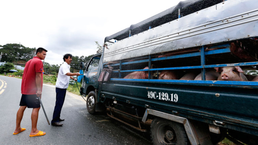 Kiểm tra gia súc ra vào Lâm Đồng tại Trạm kiểm dịch Eo Gió, huyện Đơn Dương