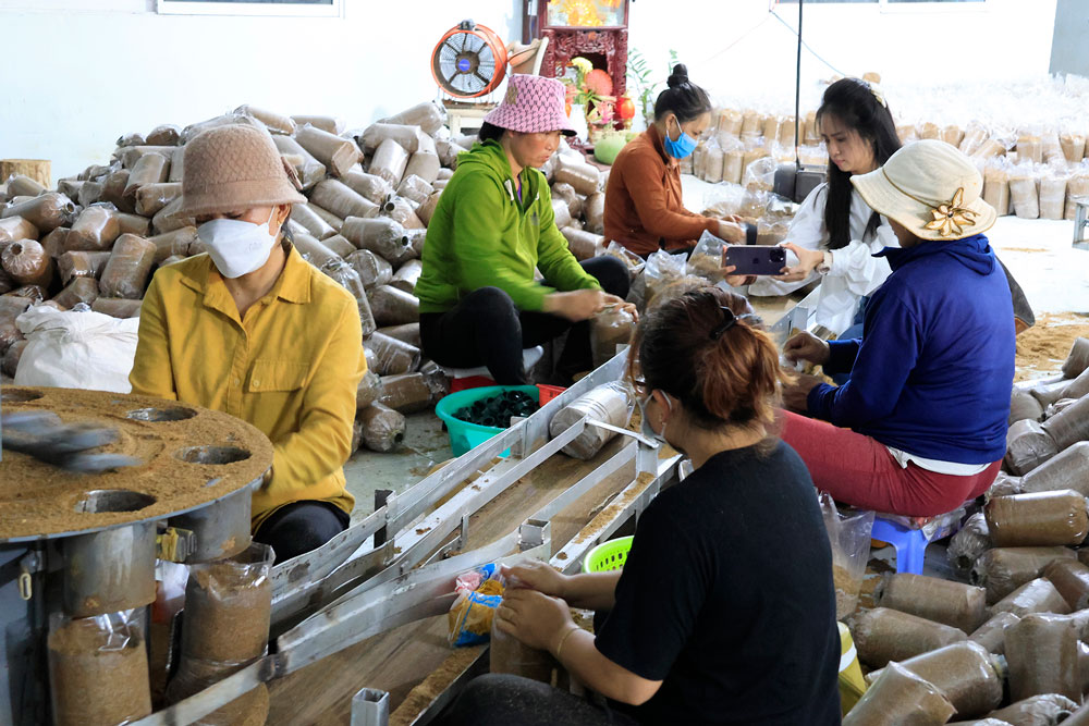 Mỗi ngày có khoảng 30 lao động làm việc tại trại nấm. Công nhân đóng mùn vào bịch bằng máy băng chuyền