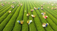 Trải nghiệm nghề trà ở B’Lao