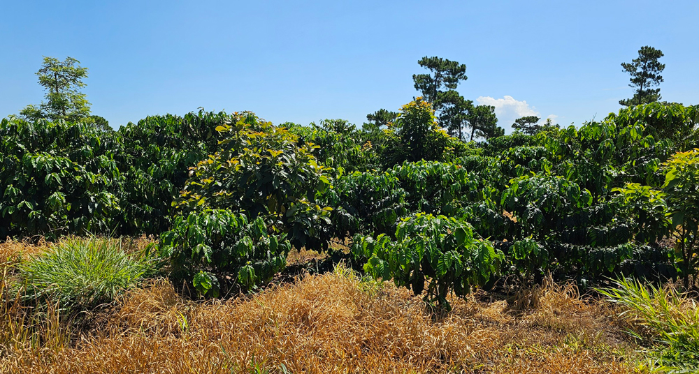 Phần lớn diện tích đất tại tiểu khu 439, xã Lộc Phú giao cho bà Vũ Thị Huệ đã trồng cà phê, bơ, sầu riêng…