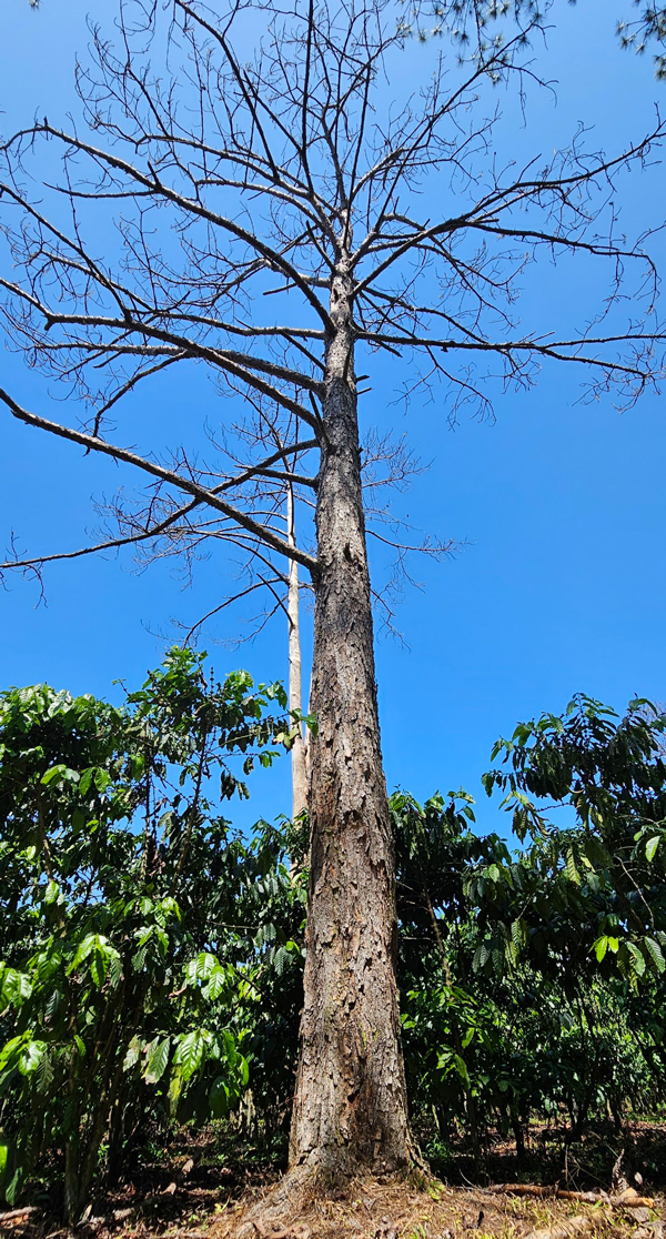 Toàn bộ diện tích đất giao cho bà Vũ Thị Huệ tại tiểu khu 438A, xã Lộc Phú đều bị phá rừng để trồng cà phê