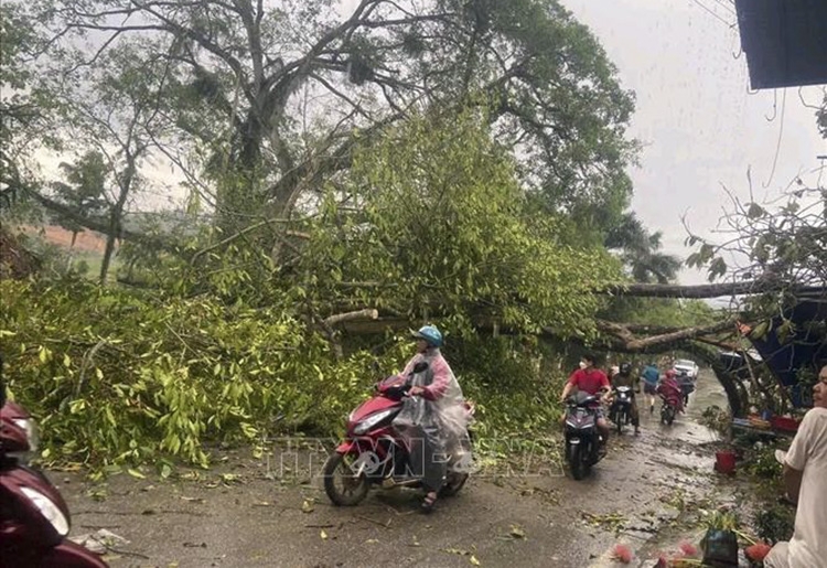 Mưa to kèm dông lốc đã làm nhiều cây xanh ở huyện Lâm Bình (Tuyên Quang) bị gãy, đổ