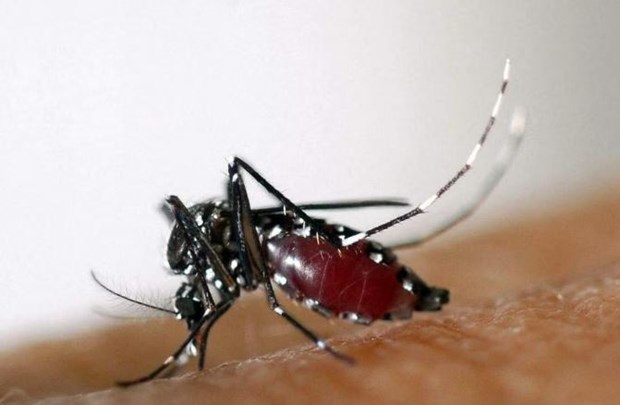 Israel công bố sản phẩm 'ngụy trang chống muỗi' độc đáo