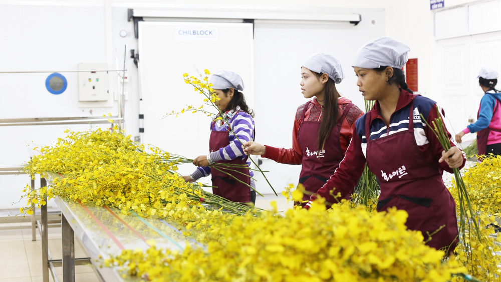 Thu hút đầu tư vào nông nghiệp là một trong những giải pháp đóng vai trò quyết định sự phát triển của ngành Nông nghiệp tỉnh Lâm Đồng