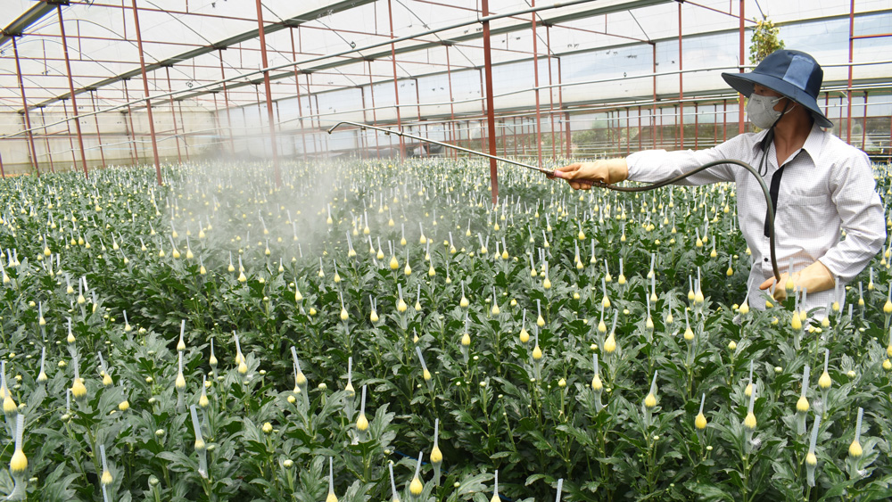 Chế phẩm PNK01 của thầy giáo toán - kỹ sư nông nghiệp Phạm Ngọc Khánh giúp cây hoa cúc hấp thụ 80 - 95% dinh dưỡng