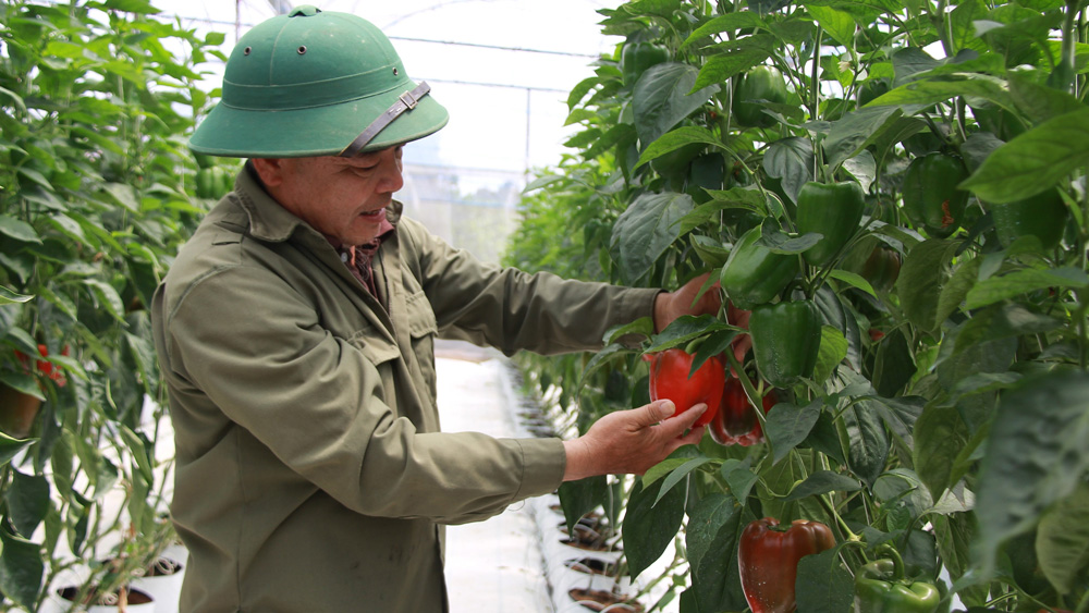 Mô hình trồng ớt chuông trên giá thể của gia đình ông Lê Văn Thường mang lại hiệu quả kinh tế cao