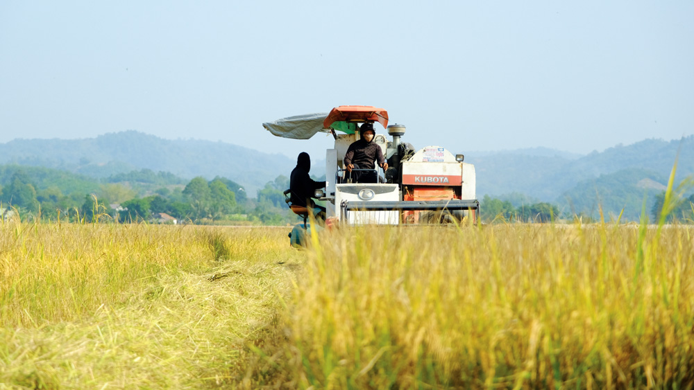 Thu hoạch lúa trên cánh đồng mẫu lớn tại xã Gia Viễn, huyện Cát Tiên