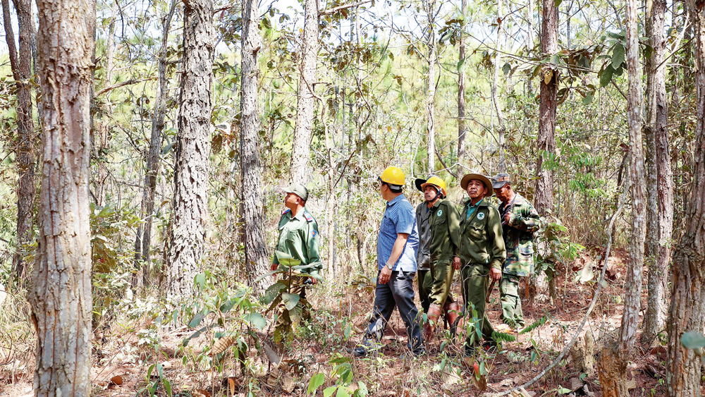 Lực lượng kiểm lâm phối hợp với các đơn vị nhận khoán quản lý, bảo vệ rừng tuần tra rừng