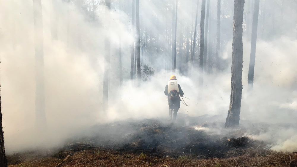 Diễn tập phòng cháy, chữa cháy rừng