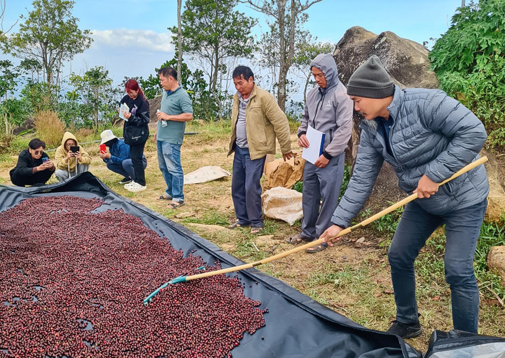 Giá cà phê nhân tăng mạnh chạm mức 52.000 đồng/kg nhân khô
