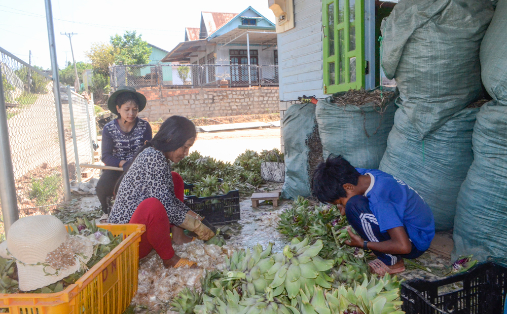 Nông dân huyện Lạc Dương mạnh dạn chuyển đổi cơ cấy cây trồng sang các loại cây có giá trị kinh tế