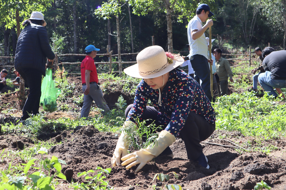 Các đại biểu tham gia trồng cây thông đỏ tại tiêu khu 682 thuộc Công ty TNHH MTV Lâm nghiệp Bảo Thuận, Di Linh