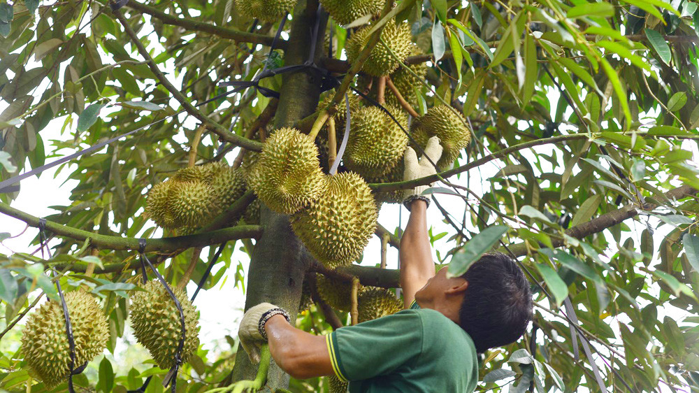 Nông dân tăng cường áp dụng khoa học kỹ thuật để nâng cao chất lượng trái sầu riêng