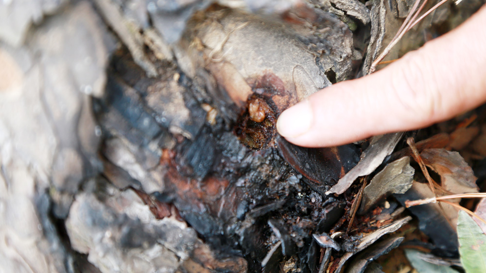 Hàng chục cây thông 3 lá bị các đối tượng đầu độc tại tiểu khu 145A, lâm phần do Ban Quản lý rừng phòng hộ đầu nguồn Đa Nhim quản lý