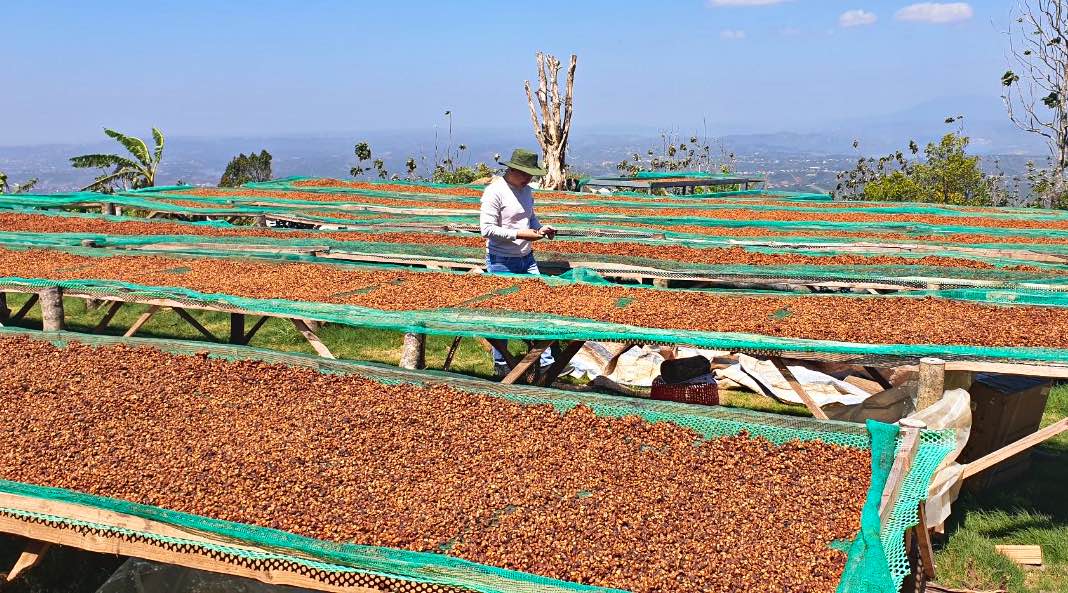 Giá cà phê nhân xô tăng kỷ lục lên mức 64.500/kg